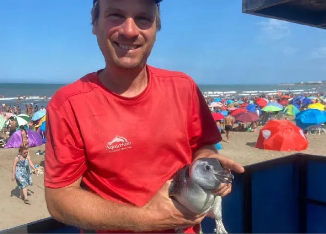 pINGUINO-c-1