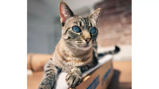 xQuirofano,P20movil,P203,P20,281,29.jpg.pagespeed.ic.ztAnTkaIWx