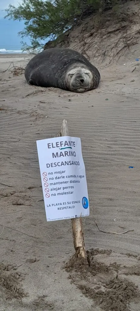 elefante-descanso-461x1024